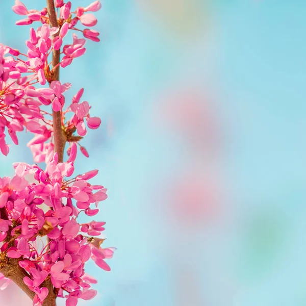 Vista Cercana Del Árbol Flor Rosa Primavera Contra Fondo Azul — Foto de Stock