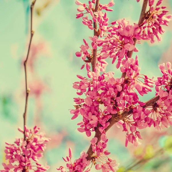 Vista Cercana Del Árbol Flor Rosa Primavera Contra Fondo Azul — Foto de Stock