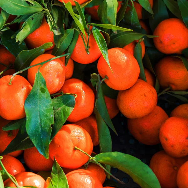 Zavřít Pohled Čerstvých Mandarinek Zelené Listy Větvičky — Stock fotografie