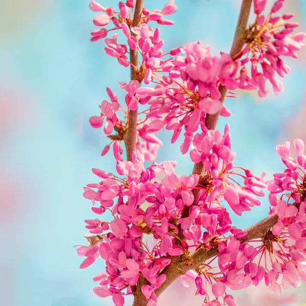 Albero Fiorito Con Fiori Rosa — Foto Stock