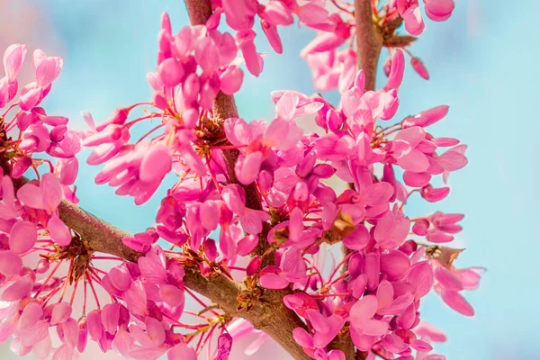 Blossoming Tree Pink Flowers — Stock Photo, Image