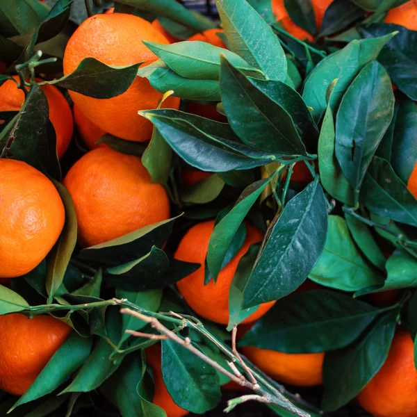 Vista Cercana Mandarinas Frescas Con Hojas Verdes Ramitas —  Fotos de Stock