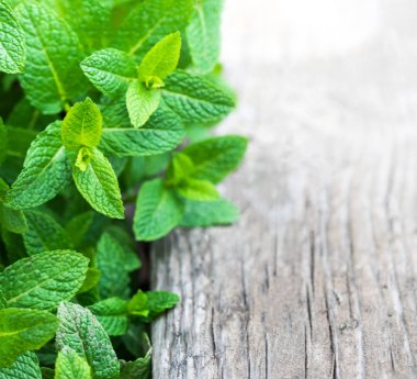 Taze nane yaprağı, Melisa bitki kopya ile ahşap arka plan üzerinde