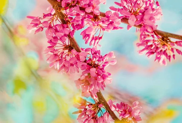 Sfondo fiore di primavera. Albero in fiore sopra backgroun natura — Foto Stock