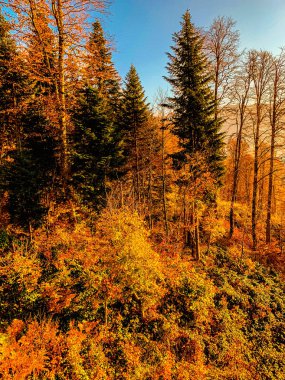 Sonbahar manzarası. Turuncu ve sarı ile güzel sonbahar ormanı