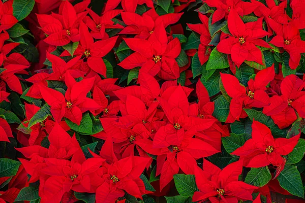 Weihnachtsstern. Weihnachtssternblume - roter Weihnachtsstern als Backgro — Stockfoto