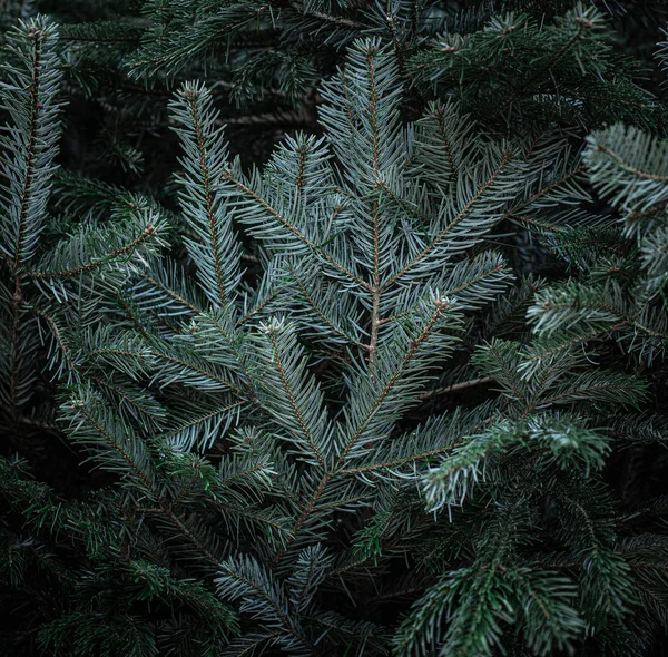 Almuerzo de abeto. Fondo de Navidad con hermoso gree esponjoso —  Fotos de Stock