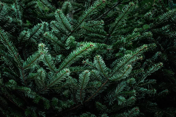 モミの木のブランチ。美しいふわふわのグリーでクリスマスの背景 — ストック写真
