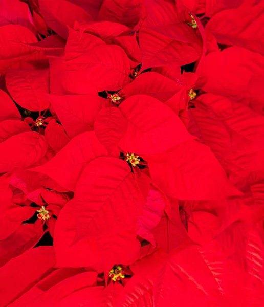 Étoile de Noël fleur rouge Poinsettia. Copyspace. Vue du dessus — Photo