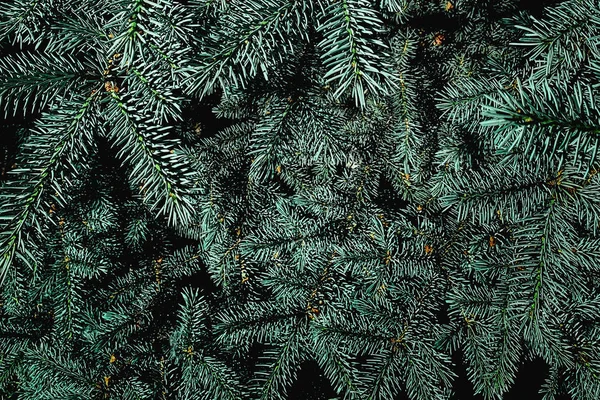 Christmas fir tree branches background.  Holiday wallpaper with — ストック写真