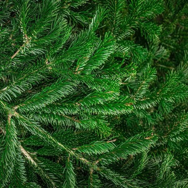 Christmas green tree branches close up. Festive Xmas border for — Stock Photo, Image