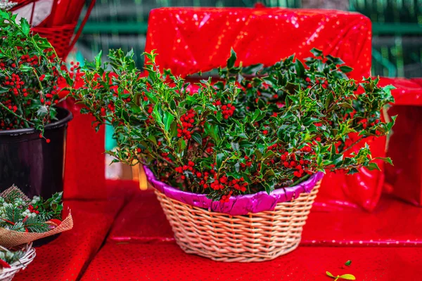 Weihnachten Stechpalme mit roten Beeren auf einem Weihnachtsmarkt. traditionell — Stockfoto