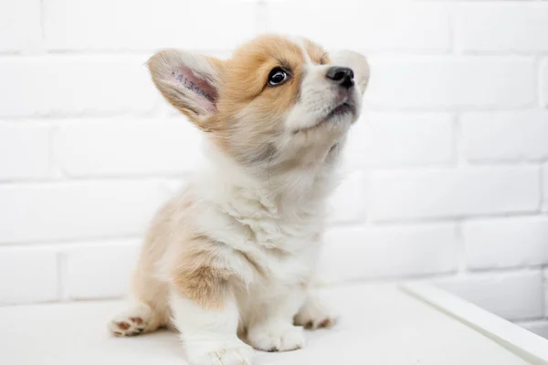 Mignon petit chien chiot sur fond blanc. Portrait de Beautif — Photo