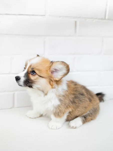 Cute little Puppy dog on a white background. Portrait of Beautif — Stock Photo, Image