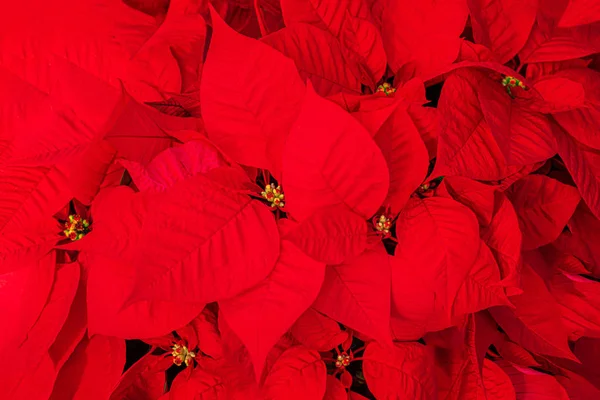 Poinsettia. Fleur d'étoile de Noël - Poinsettia rouge comme un backgro — Photo