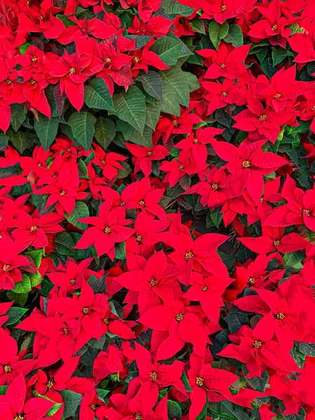 Weihnachtssterne blühen. Weihnachtssymbol - roter Weihnachtsstern als Backgr — Stockfoto