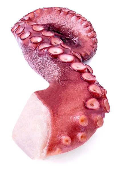 Tentakels van octopus geïsoleerd op witte achtergrond close-up. Zee — Stockfoto