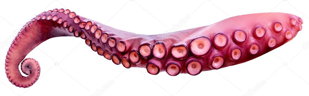 Tentacles of octopus isolated on white background closeup.  Sea 
