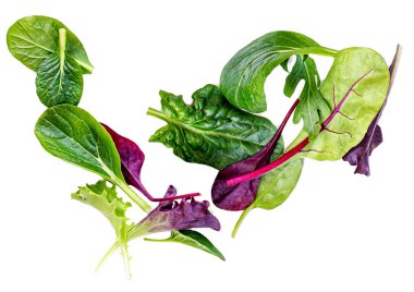 Beyaz arka planda izole Salata Yaprakları Yığını. Arugula, marul, pazı, ıspanak ve pancar yaprağı ile yeşil salata. 