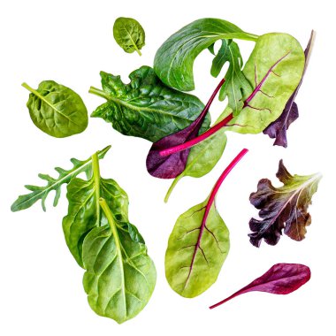 Uçan Salata Yaprakları beyaz arka planda izole edildi. Roka, marul, pazı, ıspanak ve pancar yapraklı yeşil salata çeşitleri.. 