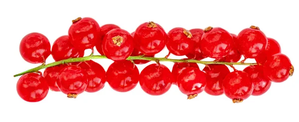 赤いスグリの果実 白を基調としたジューシーなフレッシュカラント — ストック写真