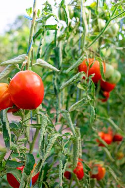 Çiftliğin dallarında yetişen olgun domatesler.