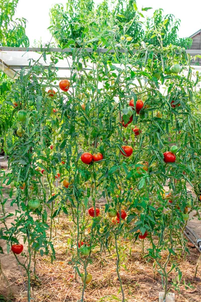 Pomodori maturi che crescono sui rami in una fattoria — Foto Stock