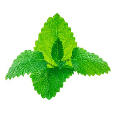 Taze limon merhemi (Melissa officinalis) beyaz arka planda izole bir şekilde bırakır. Nane, nane şekeri. Yakın çekim.