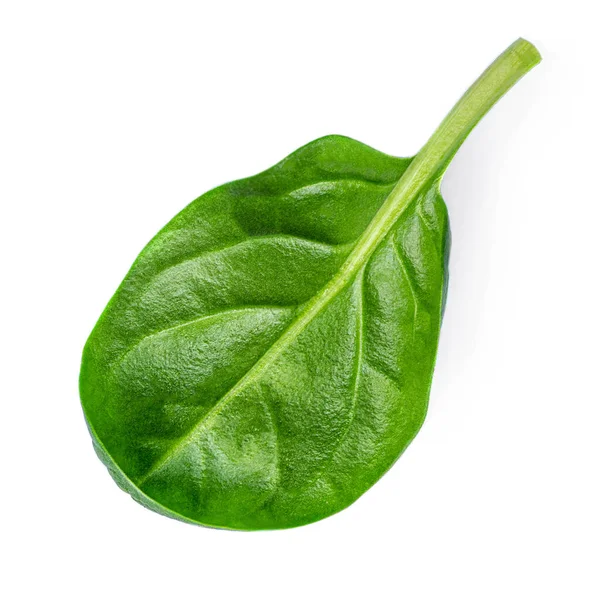 Spinach Isolated White Background Fresh Green Baby Spinach Leaf Top — Stock Photo, Image