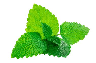 Beyaz arkaplanda taze nane yaprakları var. Nane şekeri, nane şekeri. Yakın çekim.