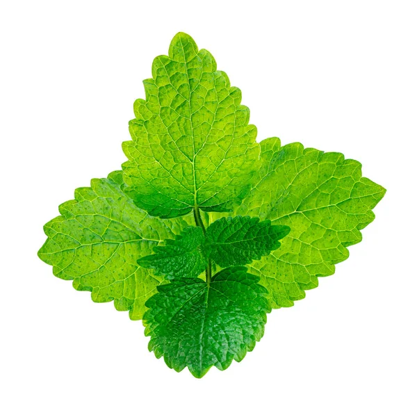 Foglie Menta Isolate Fondo Bianco Zecca Fresca Close — Foto Stock