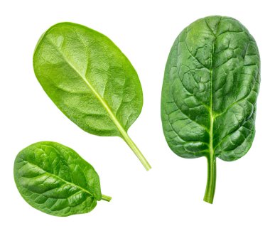 Beyaz arka planda ıspanak yaprağı izole edilmiş. Taze yeşil ıspanak üst görüntüsü. Düz yatıyordu.