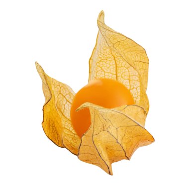 Physalis berry beyaz arka planda izole edilmiş. Taze tropik altın Physalis (Cape bektaşi üzümü) yakın plan