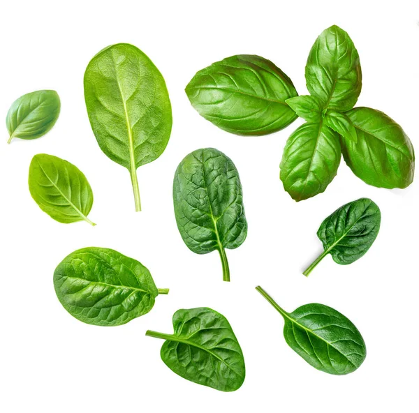 Fresh Basil Leaves Isolated White Background Creative Layout Made Green — Stock Photo, Image