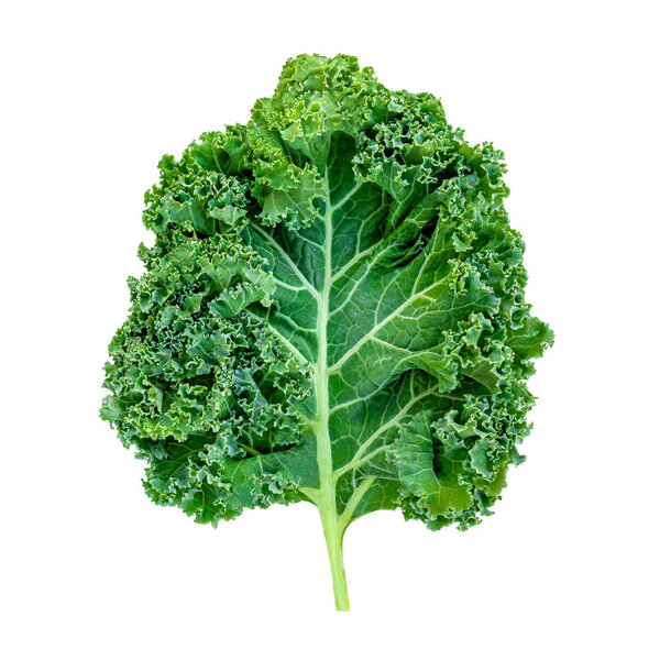 Kale leaf salad vegetable isolated  on white background. Creative layout made of kale closeup. Flat lay. Food concept