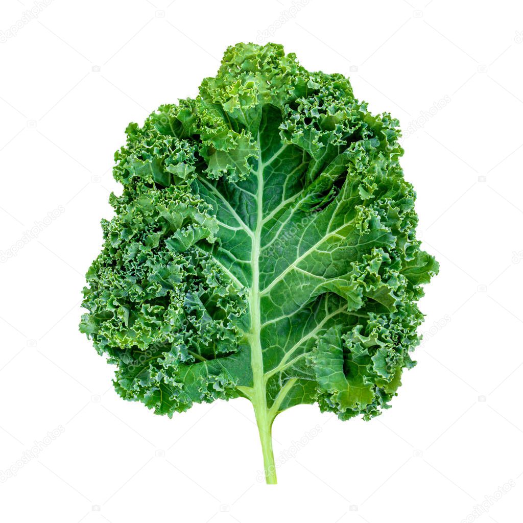 Kale leaf salad vegetable isolated  on white background. Creative layout made of kale closeup. Flat lay. Food concept