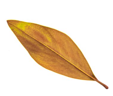 Otomatik sarı yaprak beyaz arkaplanda izole edildi. 