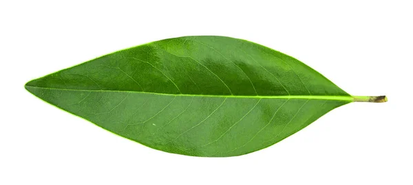 Hoja Verde Primaveral Aislada Sobre Fondo Blanco — Foto de Stock