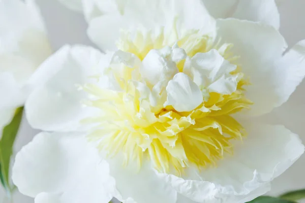 beautiful white fresh peony flower background