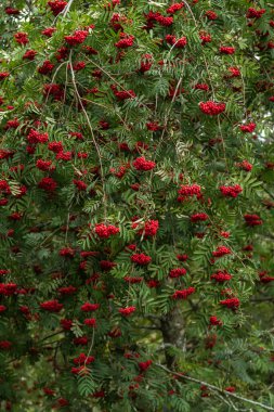 Bir ağacın meyveleri ile