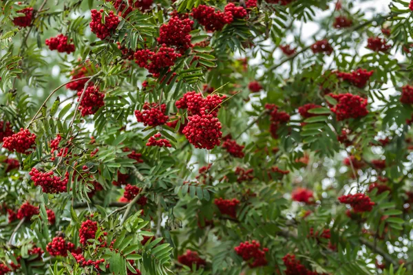 Tree with berries — Stock Photo, Image