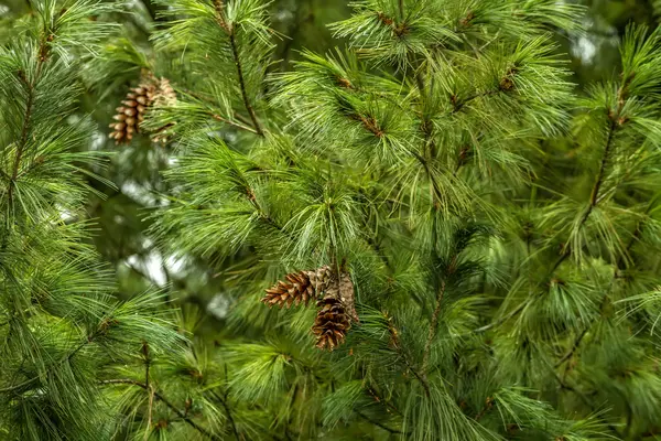 Árvore com cones crescendo no parque — Fotografia de Stock