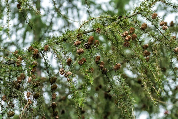 Árbol con conos — Foto de Stock