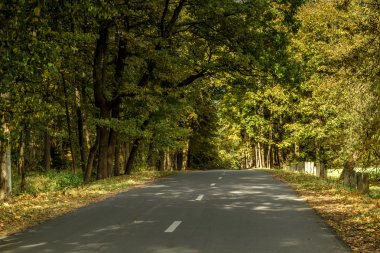 Sarı ağaçlar arasındaki yol