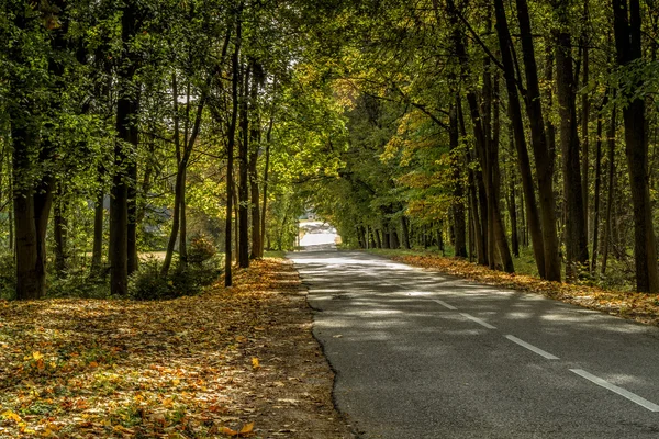 Árboles cerca de la carretera —  Fotos de Stock