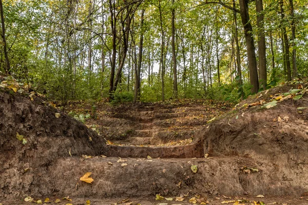 Escaliers creusés dans la forêt — Photo