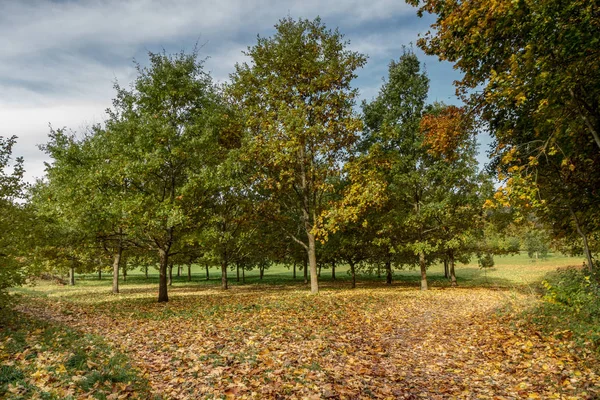 Feuilles jaunes près de la forêt — Photo