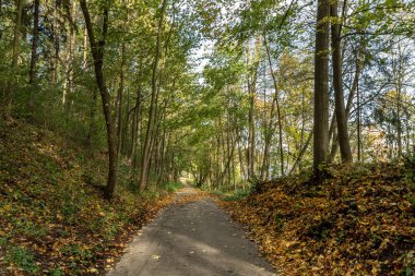 Ne zaman yaprakları düşüyor