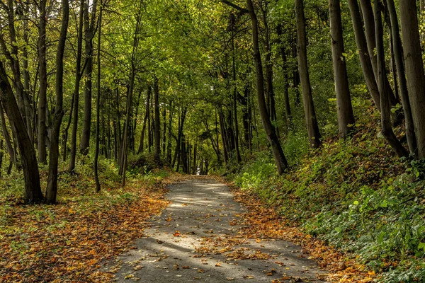 Trees near the road — Stock Photo, Image