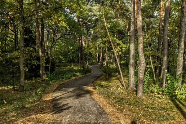 Kronkelende weg door het bos — Stockfoto